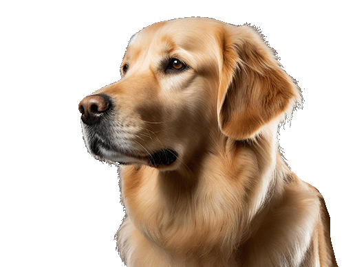 Golden Retriever small