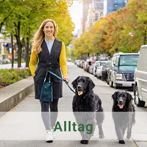 Retriever Alltags-Kurse