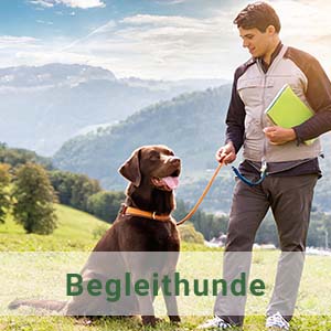 Retriever Begleithunde Ausbildung