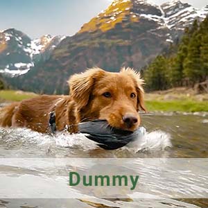 Retriever Dummy Training
