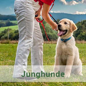 Junghundetraining für Retriever