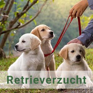 Retrieverzucht
