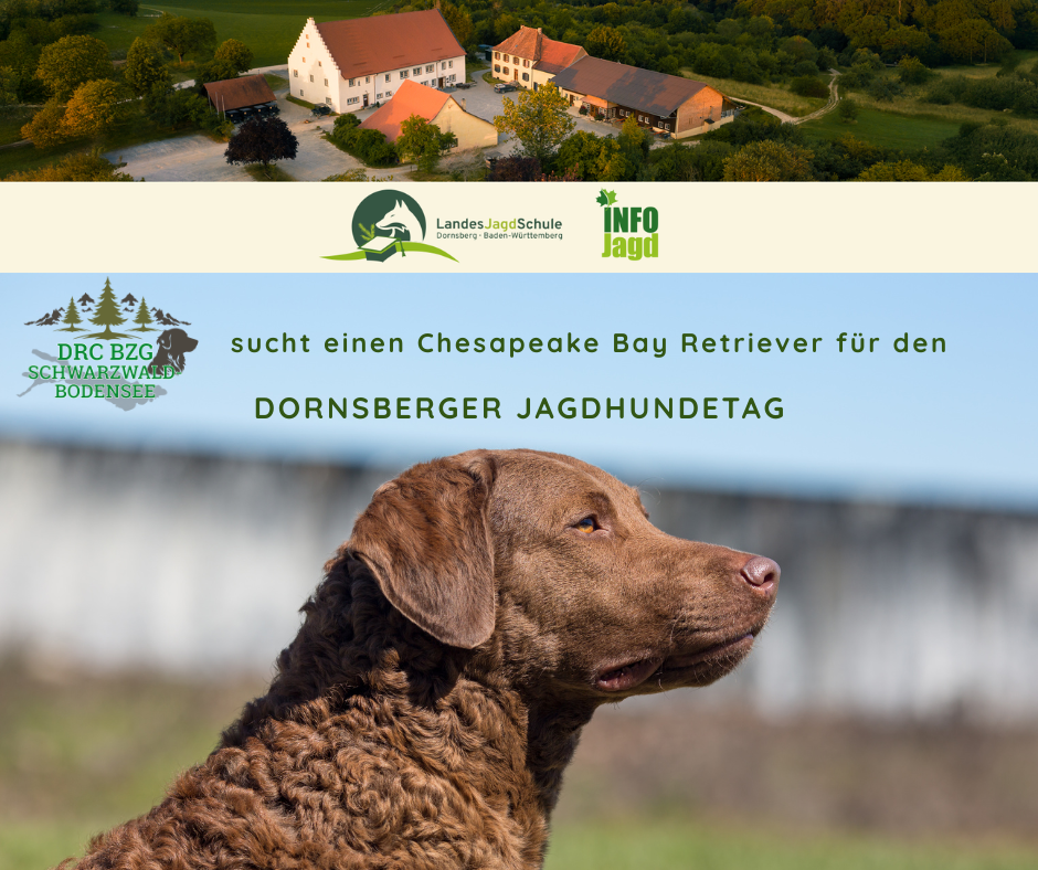 DornsbergerJagdhundeTag26Chessie